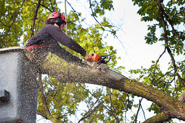 Lincolnton, NC Tree Services Company